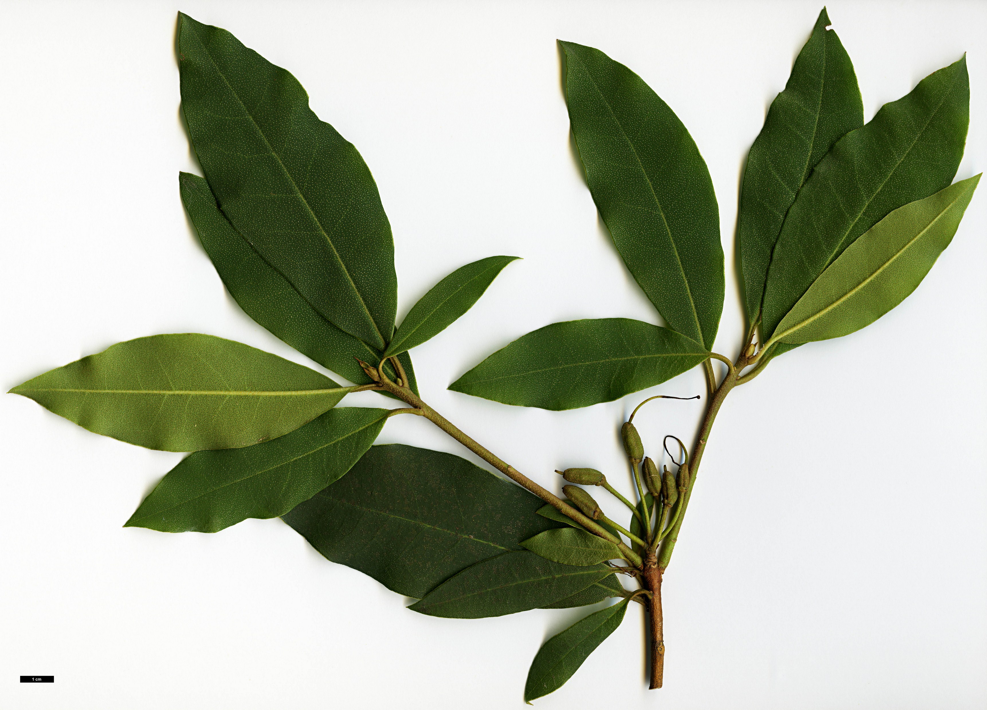 High resolution image: Family: Ericaceae - Genus: Rhododendron - Taxon: siderophyllum